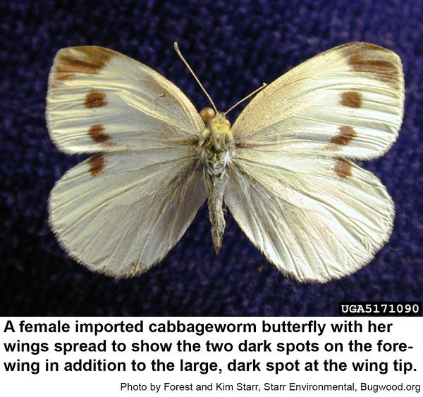 Female imported cabbageworm